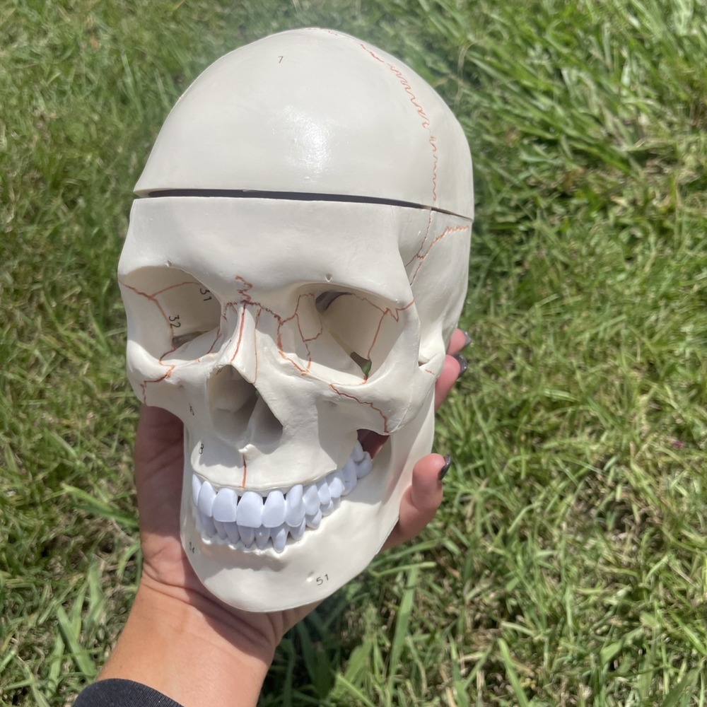 Classroom Study Human Skull Model Life‎ Size Adult Anatomy Skeleton Removeable
